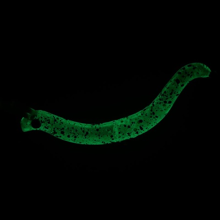 Воблер Daiwa Presso Nyoro Clazy 57S #Gomashio Glow